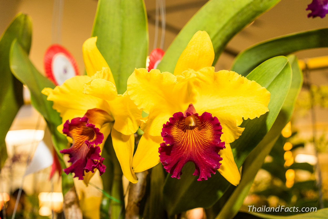 Royal-Orchid-Paradise-2014-8th-Siam-Paragon-Bangkok-10