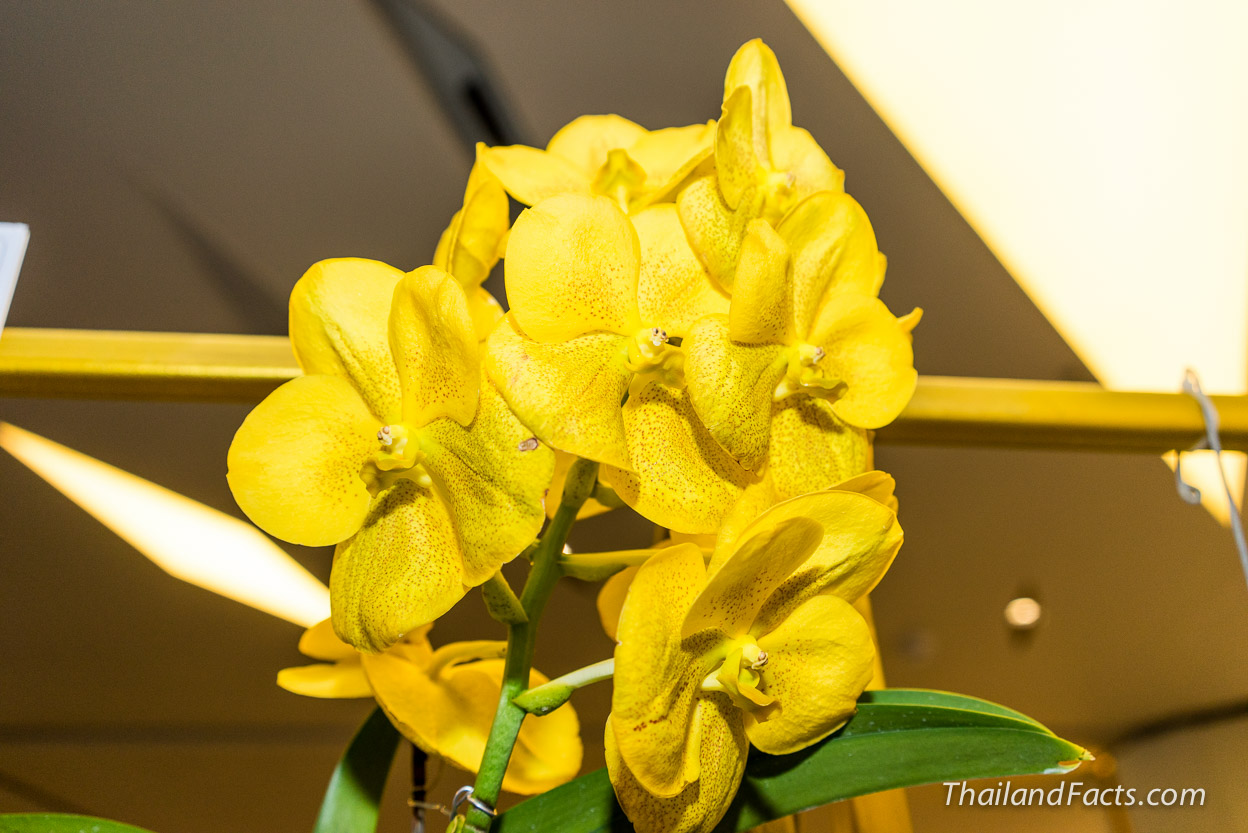 Royal-Orchid-Paradise-2014-8th-Siam-Paragon-Bangkok-12