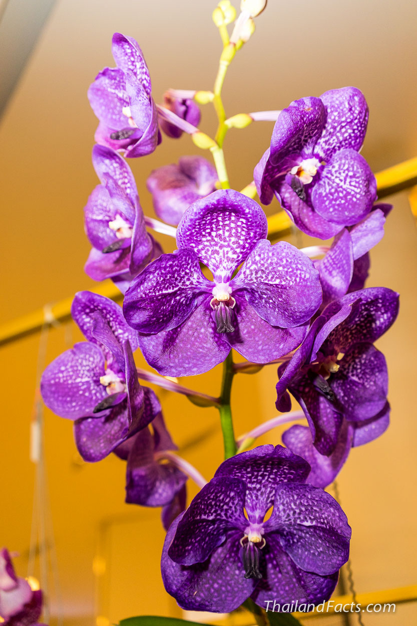 Royal-Orchid-Paradise-2014-8th-Siam-Paragon-Bangkok-16