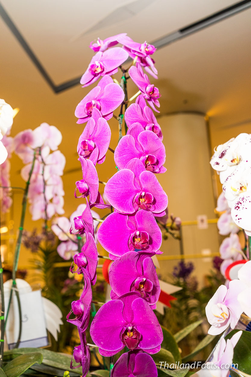 Royal-Orchid-Paradise-2014-8th-Siam-Paragon-Bangkok-17
