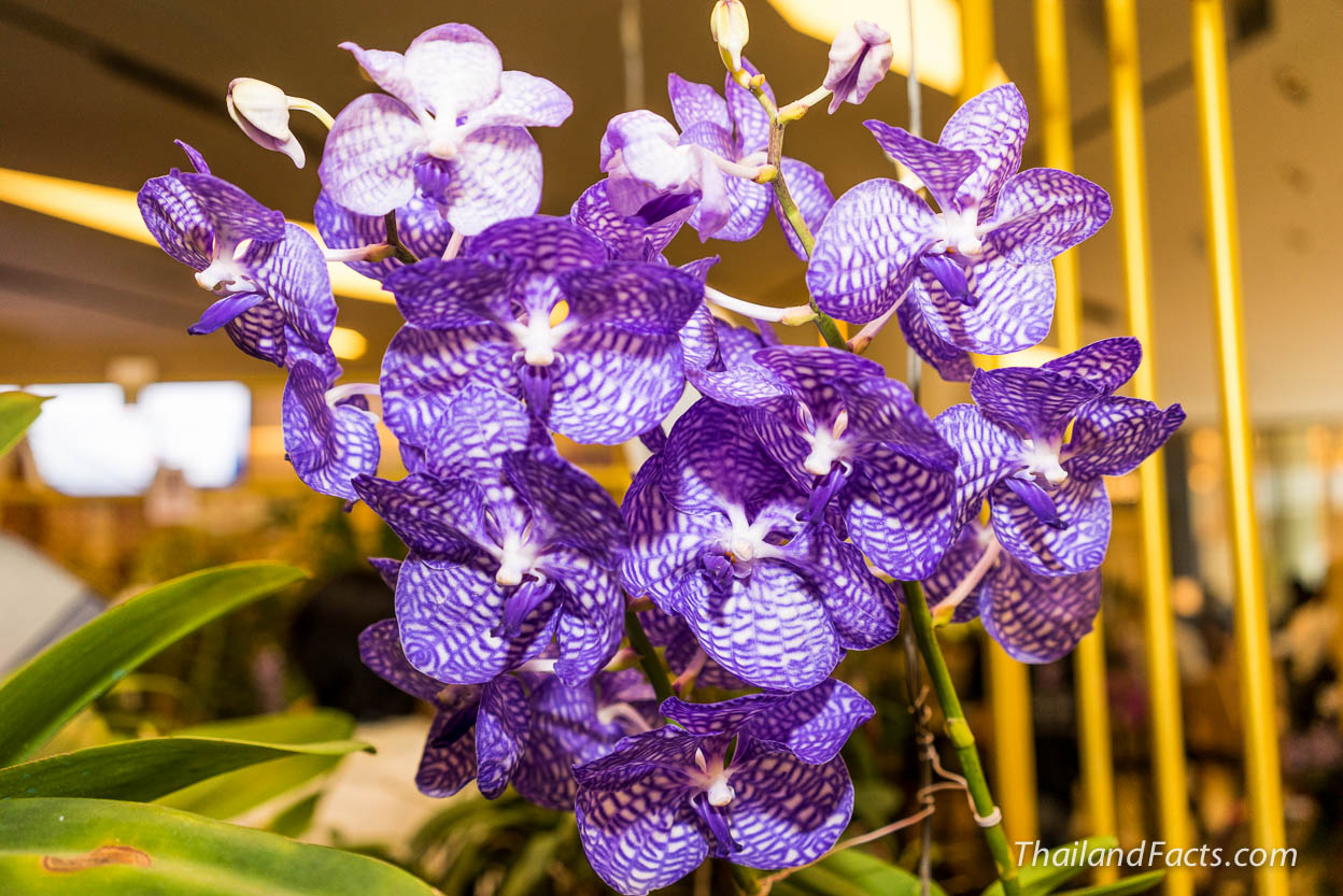 Royal-Orchid-Paradise-2014-8th-Siam-Paragon-Bangkok-19