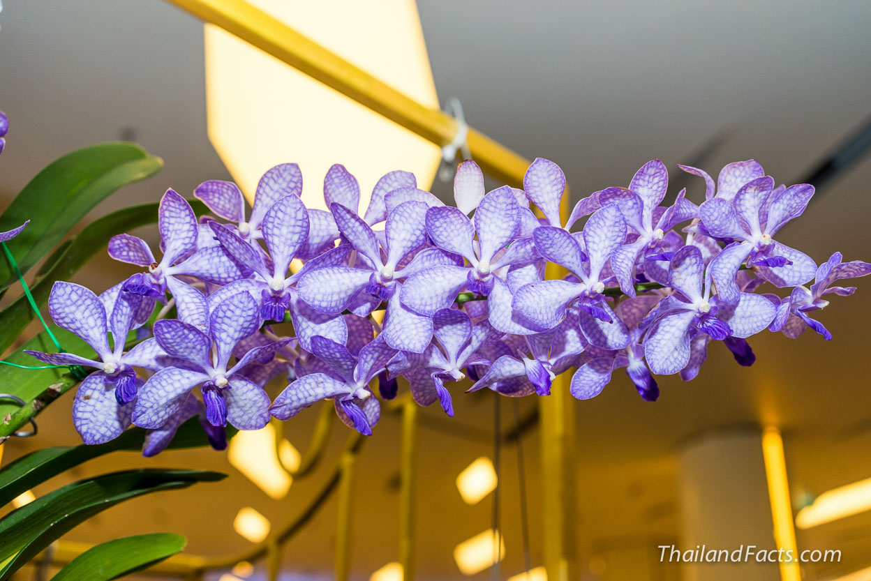 Royal-Orchid-Paradise-2014-8th-Siam-Paragon-Bangkok-20