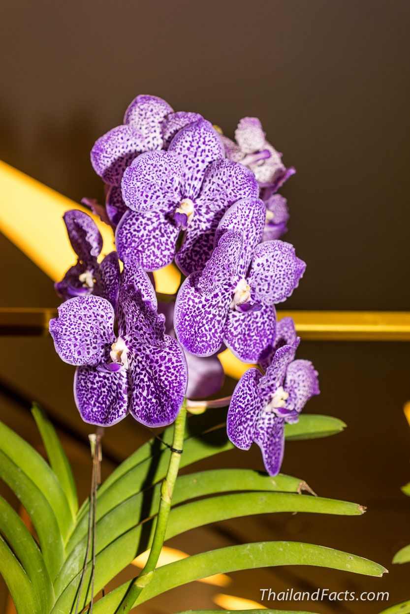 Royal-Orchid-Paradise-2014-8th-Siam-Paragon-Bangkok-22