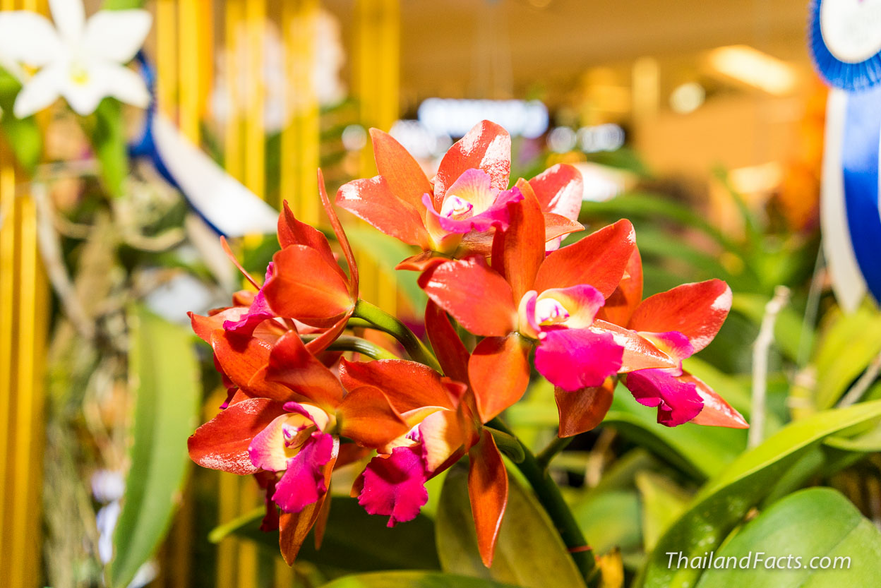 Royal-Orchid-Paradise-2014-8th-Siam-Paragon-Bangkok-6