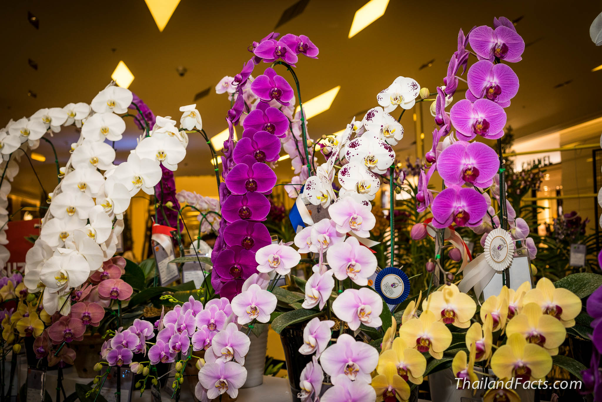 Royal-Orchid-Paradise-2014-8th-Siam-Paragon-Bangkok-60