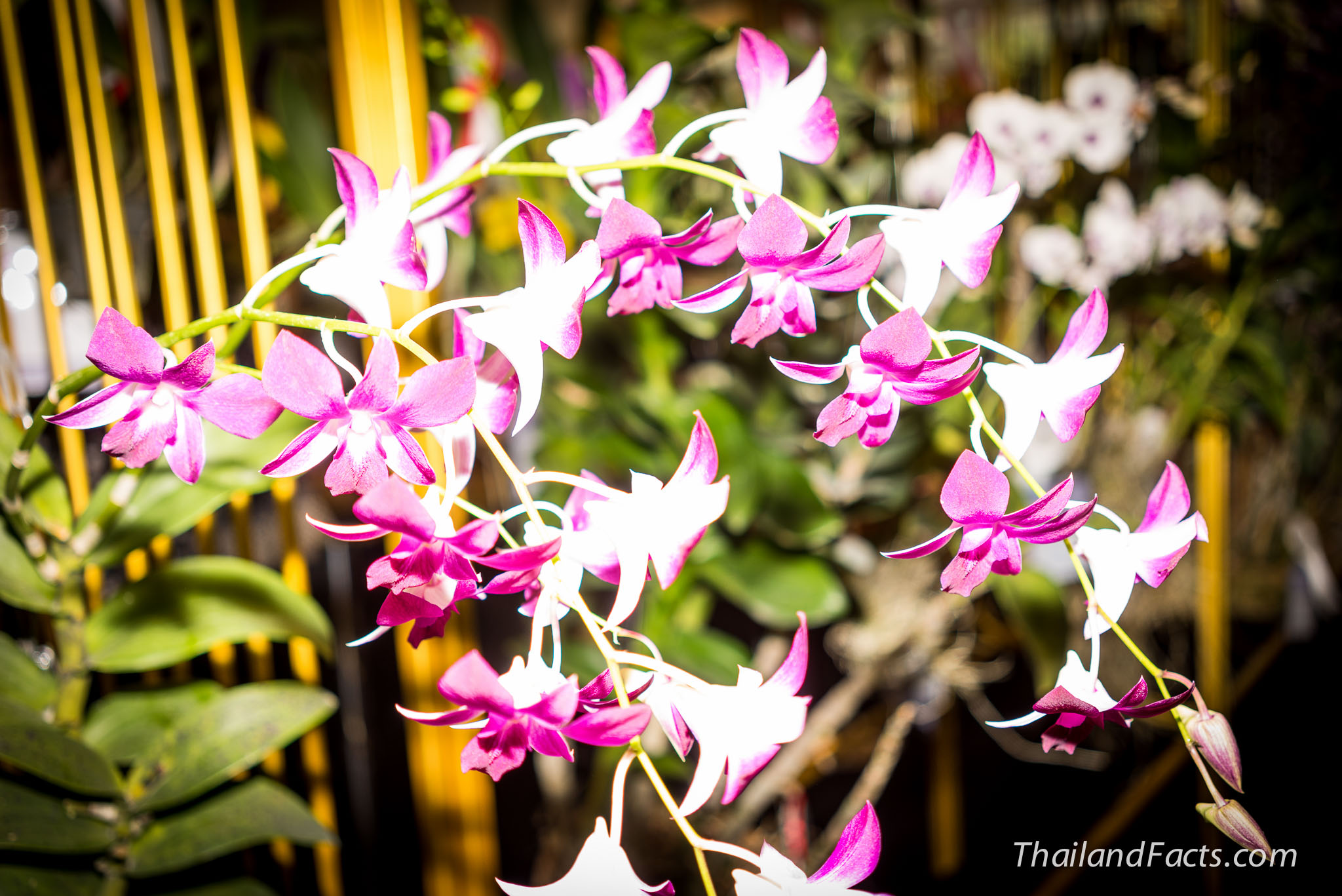 Royal-Orchid-Paradise-2014-8th-Siam-Paragon-Bangkok-61
