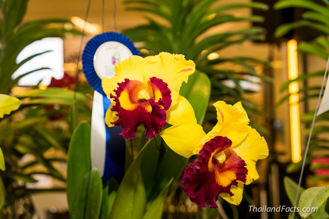 Royal-Orchid-Paradise-2014-8th-Siam-Paragon-Bangkok-8