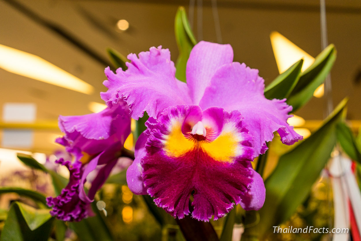 Royal-Orchid-Paradise-2014-8th-Siam-Paragon-Bangkok-9